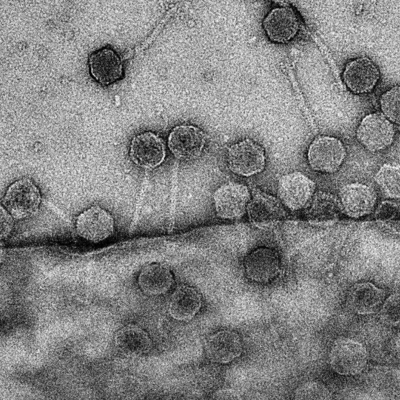 MSUNatSci's tweet photo. Researchers at @michiganstateu have identified a counter defense used by a group of #phages common in the human #gut that helps them stay one step ahead of their bacterial hosts.

Read more: 
https://t.co/XjyTPiAYTQ https://t.co/wAPKt3AyU2