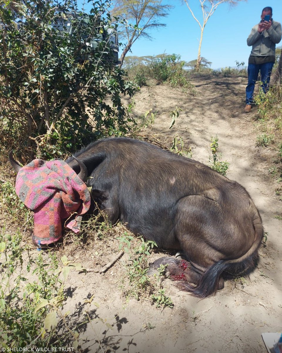 SheldrickTrust's tweet photo. A wire snare had tightened around the left hind leg of an adult female buffalo at Hippo Point, Naivasha.

Our SWT/KWS Rift Valley Vet Unit reached her and removed it. Fortunately, the wound beneath it was not yet too deep. After cleaning and treatment, she has a good prognosis for a full recovery.

A buffalo is one of Kenya’s most formidable animals. But a thin loop of wire doesn’t discriminate – it can catch anything that crosses its path.

Our thanks to KWS, whose partnership ensures our veterinary teams can reach wildlife in need.

Discover more about our wildlife treatments: https://t.co/ITPl92q0MX