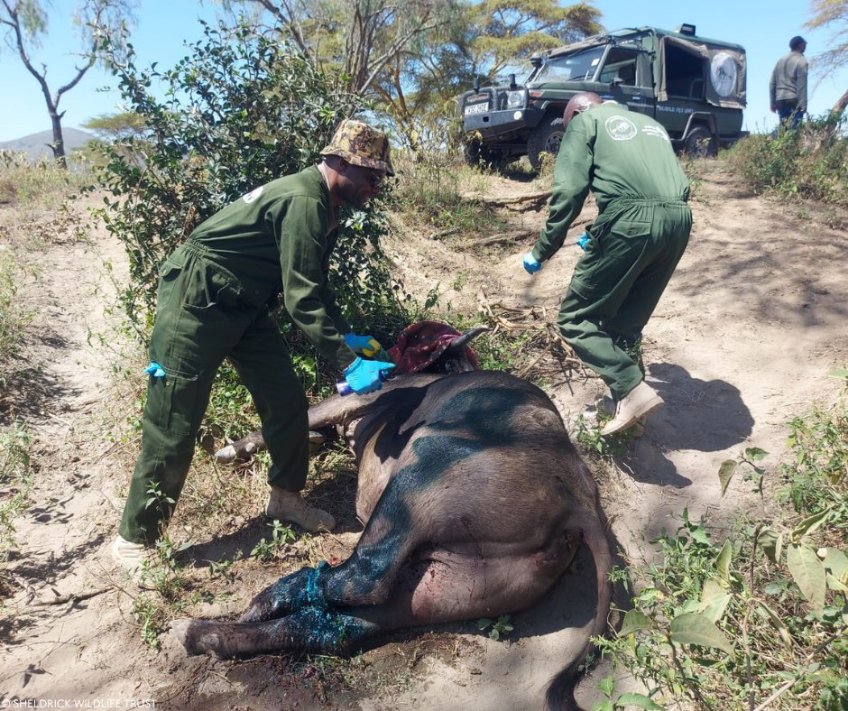 SheldrickTrust's tweet photo. A wire snare had tightened around the left hind leg of an adult female buffalo at Hippo Point, Naivasha.

Our SWT/KWS Rift Valley Vet Unit reached her and removed it. Fortunately, the wound beneath it was not yet too deep. After cleaning and treatment, she has a good prognosis for a full recovery.

A buffalo is one of Kenya’s most formidable animals. But a thin loop of wire doesn’t discriminate – it can catch anything that crosses its path.

Our thanks to KWS, whose partnership ensures our veterinary teams can reach wildlife in need.

Discover more about our wildlife treatments: https://t.co/ITPl92q0MX