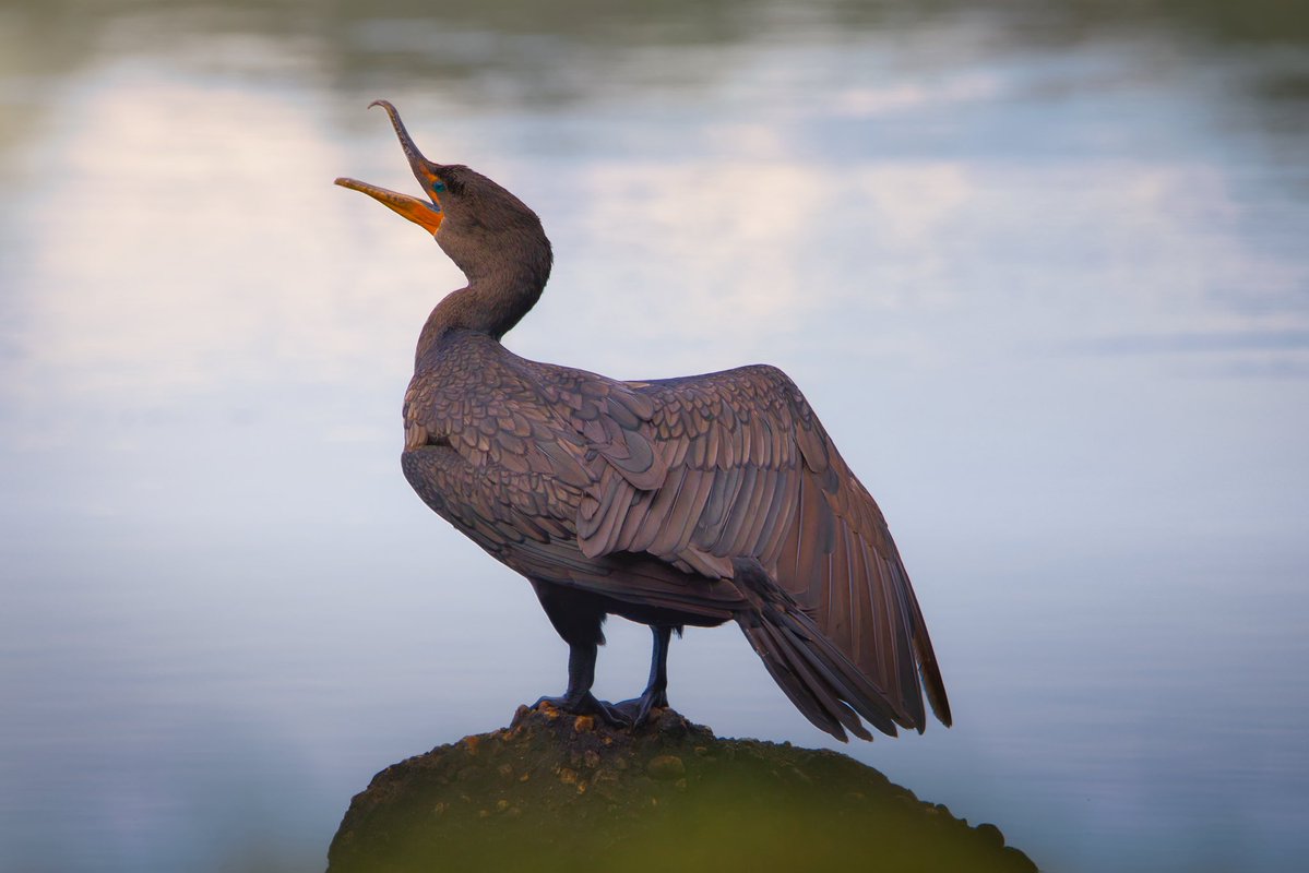 Fry12130's tweet photo. Cormorant https://t.co/VW7y0nBu4j