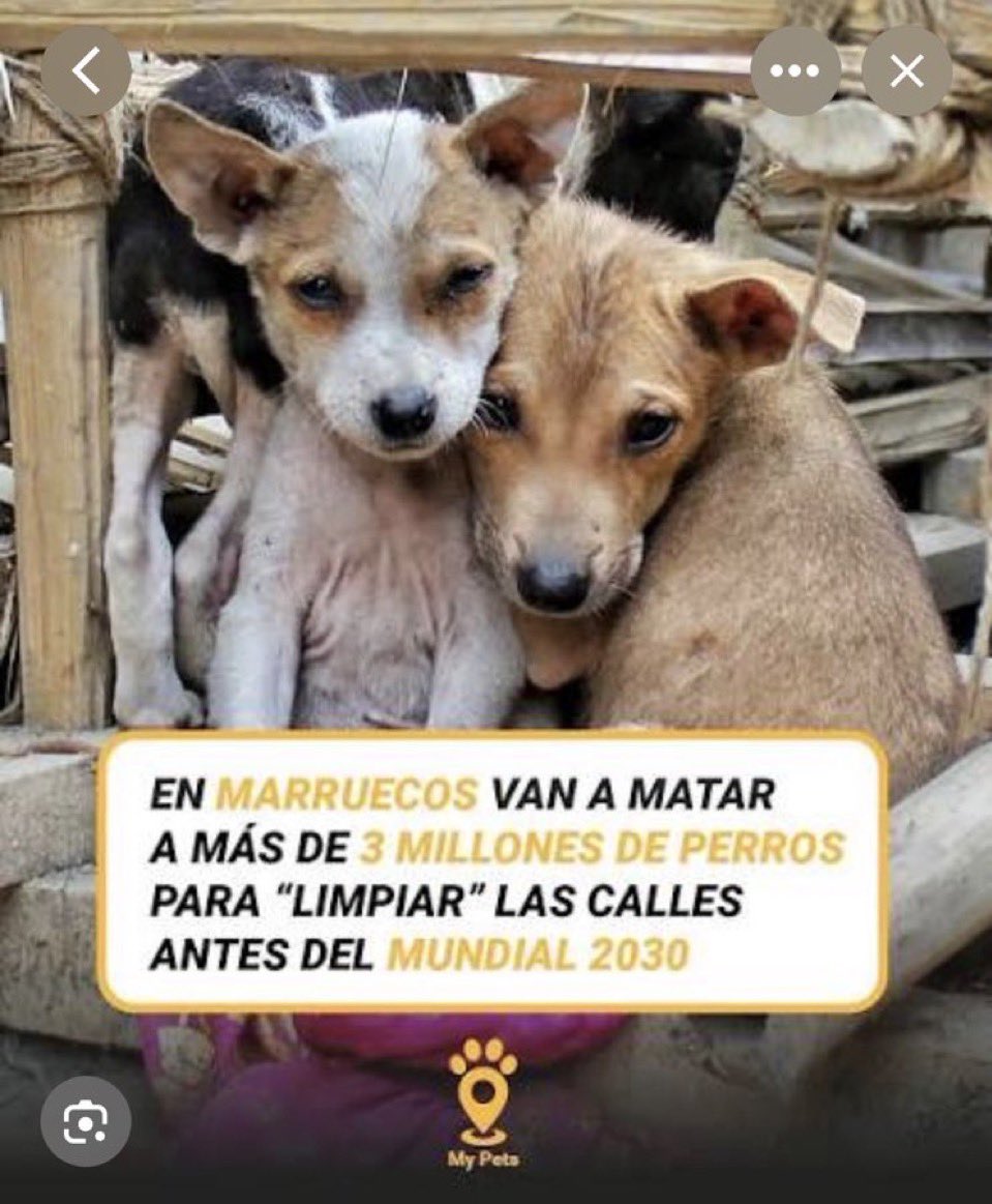 PabloWayne6's tweet photo. @elespanolcom @MarcosLpezvila1 No queremos nada con Marruecos.
Asesinos de personas y de animales. 
#marruecosfueraldelmundial2030 https://t.co/ru5wBZn6Yf