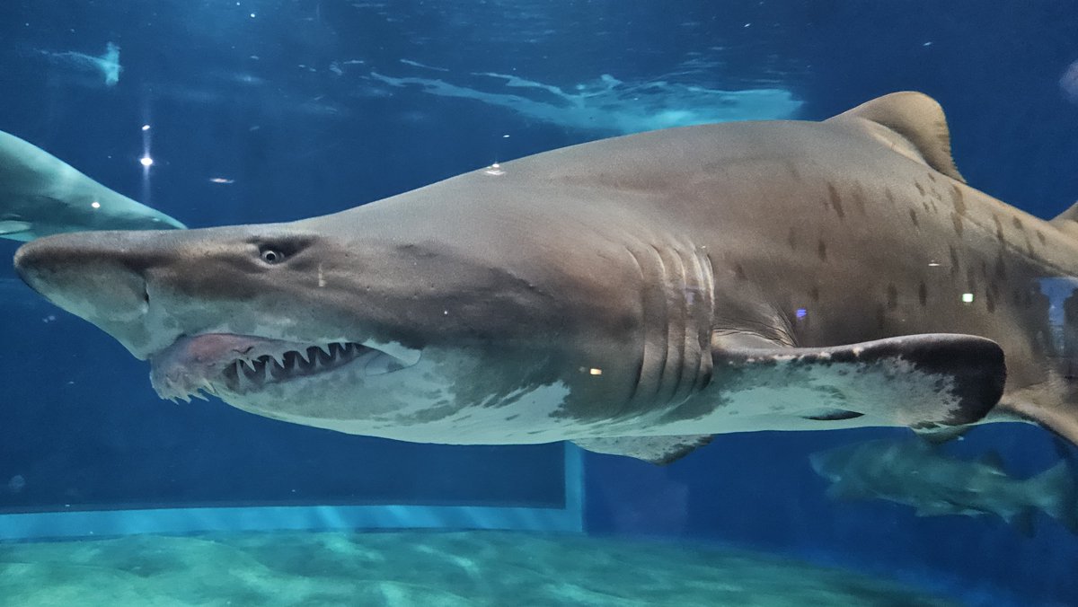 hato_box's tweet photo. 夏休み旅行　茨城編

『アクアワールド茨城県大洗水族館』

ゴローズとサメ🦈す

#ゴローズ #goros #水族館 #サメ https://t.co/RhkaOxmqSl