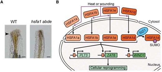 ThePlantCell's tweet photo. IN BRIEF: The heat is on: hSFA1 drives regeneration after wounding (Luciano M Di Fino) https://t.co/RNdzAkvOdU @ASPB #PlantSci https://t.co/m0JGYYIKjj