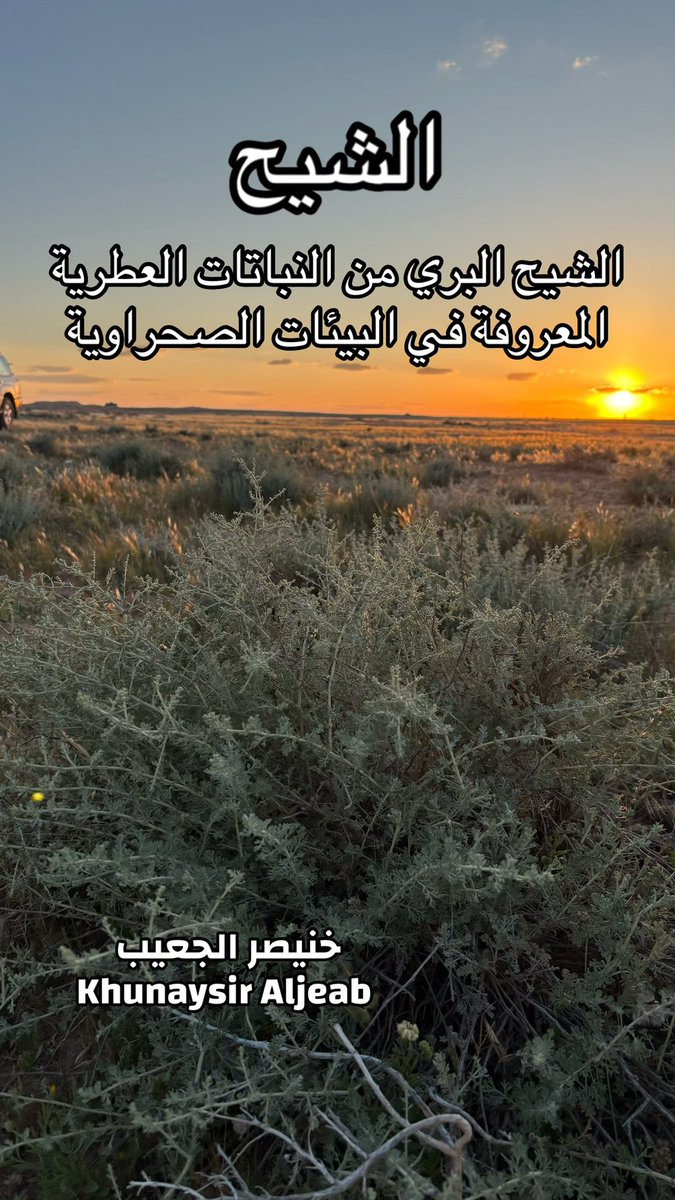 kw_089's tweet photo. نبات الشيح البري https://t.co/M7fJ4E82O7