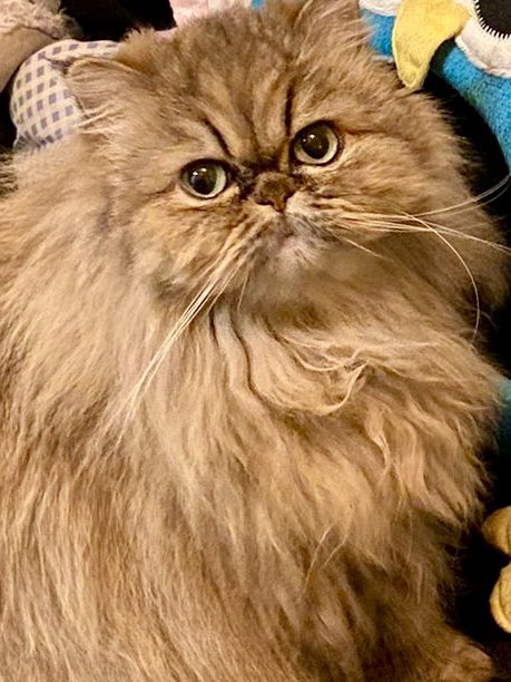 tarot4all's tweet photo. Apparently I’m not the only one in this house picking up things nobody else can see #cats https://t.co/1GKb0JtiaT