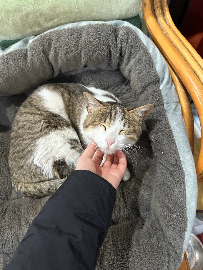 sonucha17600045's tweet photo. My grumpy old cat and I spent the whole rainy Sunday curled up together on the couch—purrs are the best remedy for a gloomy day ， https://t.co/sFC7b6qisR