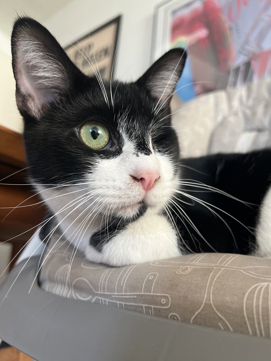 KatTimpf's tweet photo. Hosting @Gutfeldfox tonight! And here, for no particular reason, is a picture of my one-eyed rescue cat, Juan ❤️ https://t.co/cSktdRW6z9