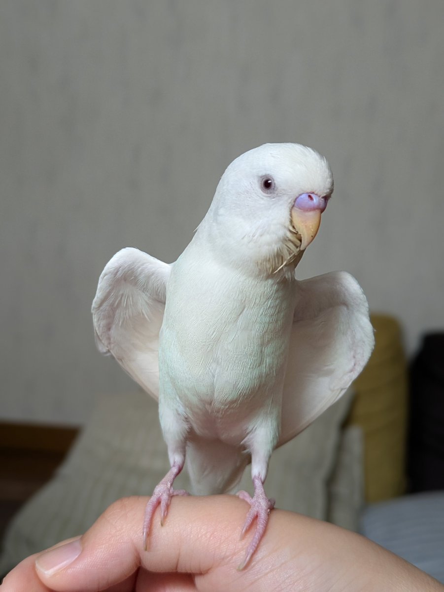 remoyann's tweet photo. イケメンインコ！
でも、顔少し汚い笑 https://t.co/wVUS0655OM