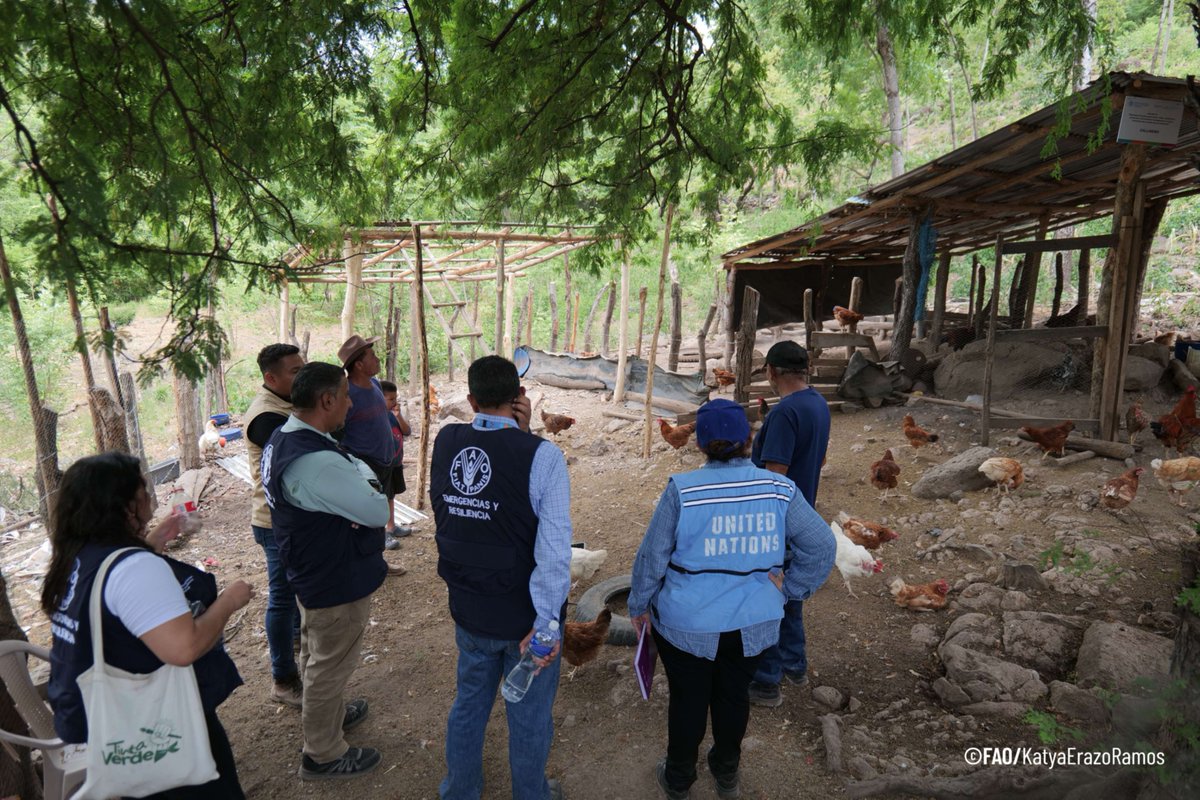 FAOHonduras's tweet photo. Durante el recorrido, se evidenció el trabajo que realiza el personal técnico de #FAOHN junto a las comunidades del #CorredorSeco, fortaleciendo las familias mediante tecnologías y prácticas sostenibles para la protección de sus #MediosDeVida. 🌱💧 https://t.co/gHCdelXxQx