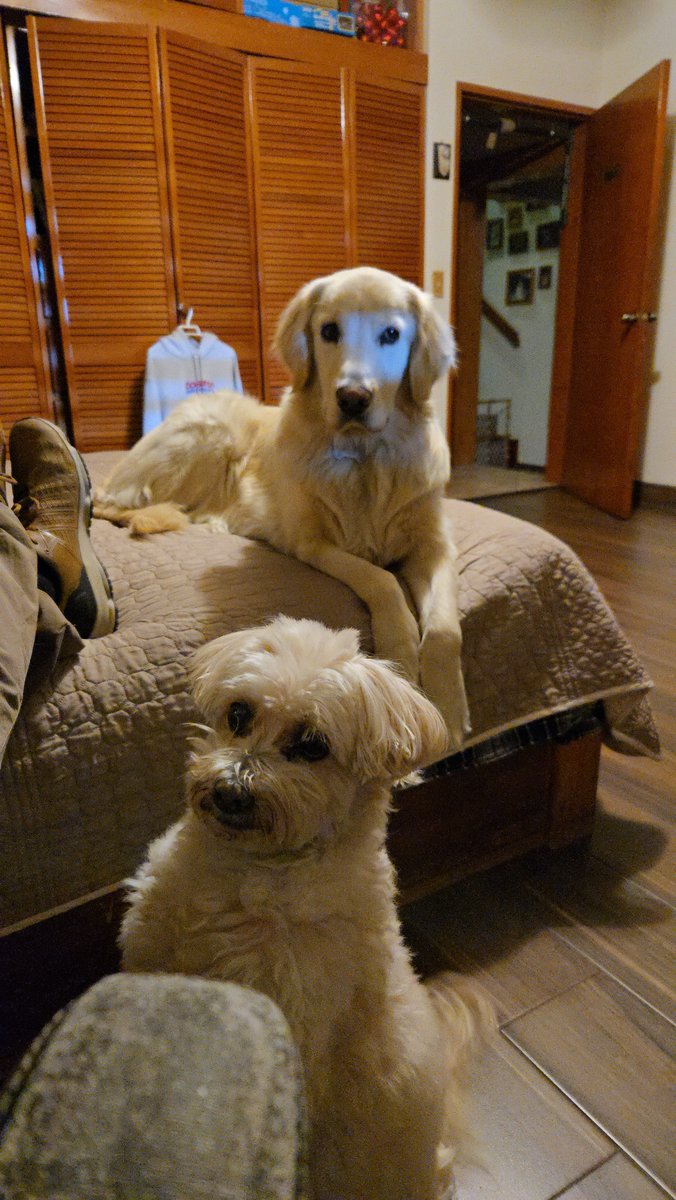 Galejandro84's tweet photo. Mis modelitos de fotos un golden retriever y una bichon maltés 
#GoldenRetriever
#DíaMundialDeLaFotografía https://t.co/u2A7IlKBXG
