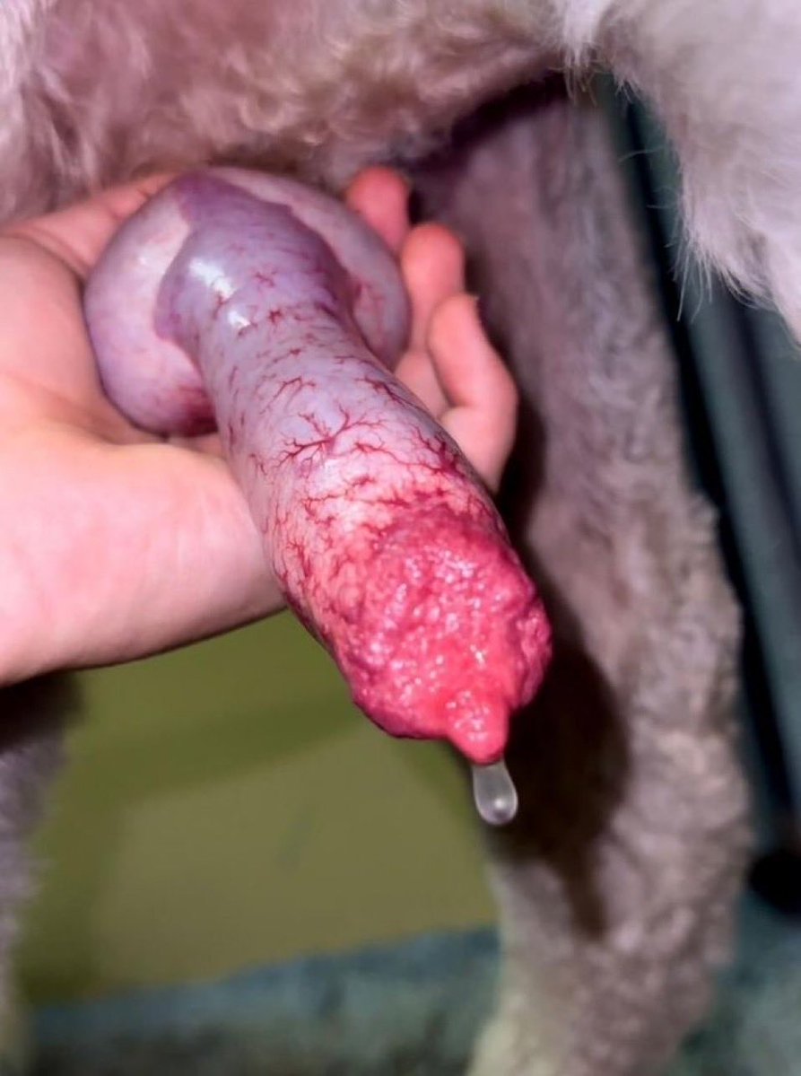 angelk9_knott's tweet photo. Knotty 💦🐶Zoo Lover Real Talk On  Zoophilia 🐾🐾&amp; Bestiality  DMs📩 Open For lLike-minded

🖇️ https://t.co/w0zsidqZAu

#BDSMKink #Zoophillia  #Zoosarevali 
#Beastiality #dogknot #KnotsAndDesire
#DomSubFantasy #antizoophileantizoo #zoophilepride #Fetal https://t.co/6ed7heWsNR