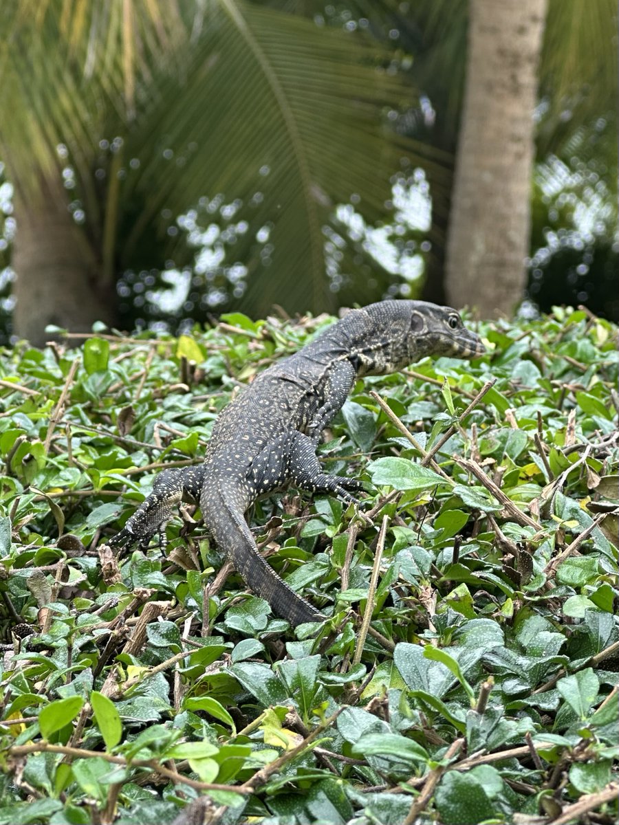 SSKawau's tweet photo. 去年シンガポールで見られた爬虫類

Varanus salvator macromaculatus https://t.co/9s09Ug5HTg