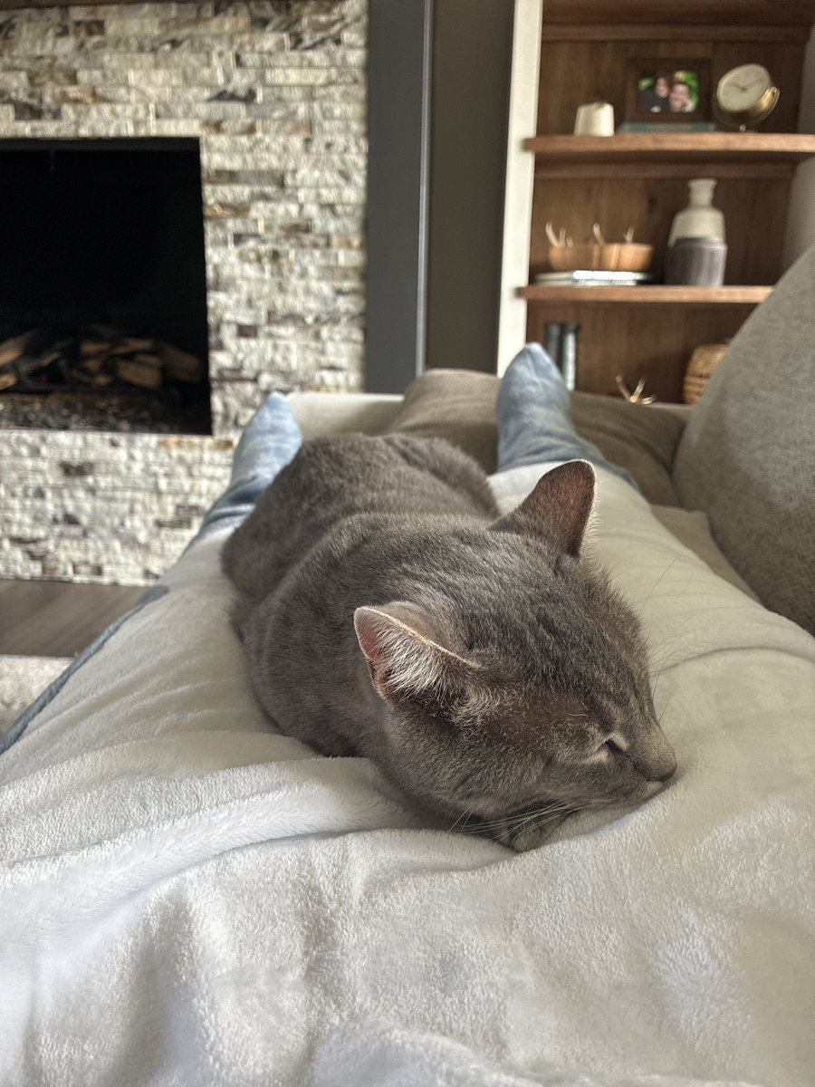 FelFoxling tweet picture