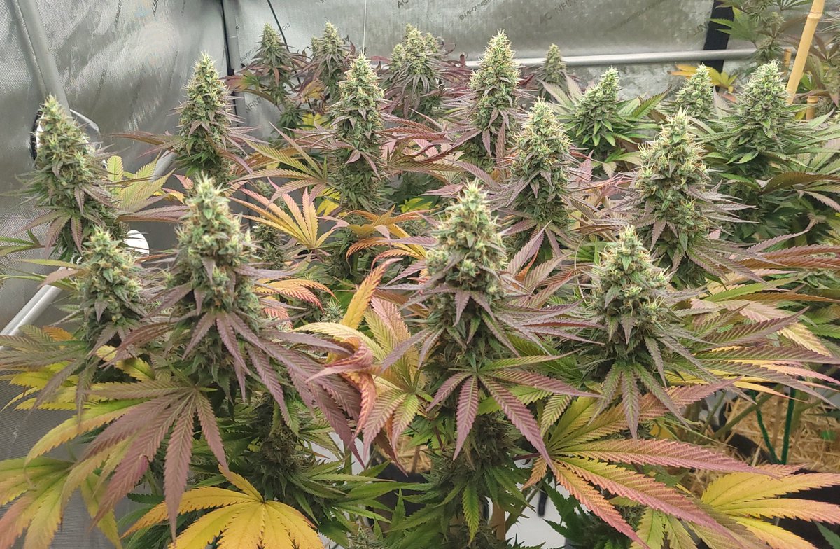 3rdEyeTravels's tweet photo. We're into week 8 on this Toxic Blues by @OutOfTimeGenes . I think it's gonna take at least 9 weeks for her to finish up. https://t.co/51Bvpoayzf