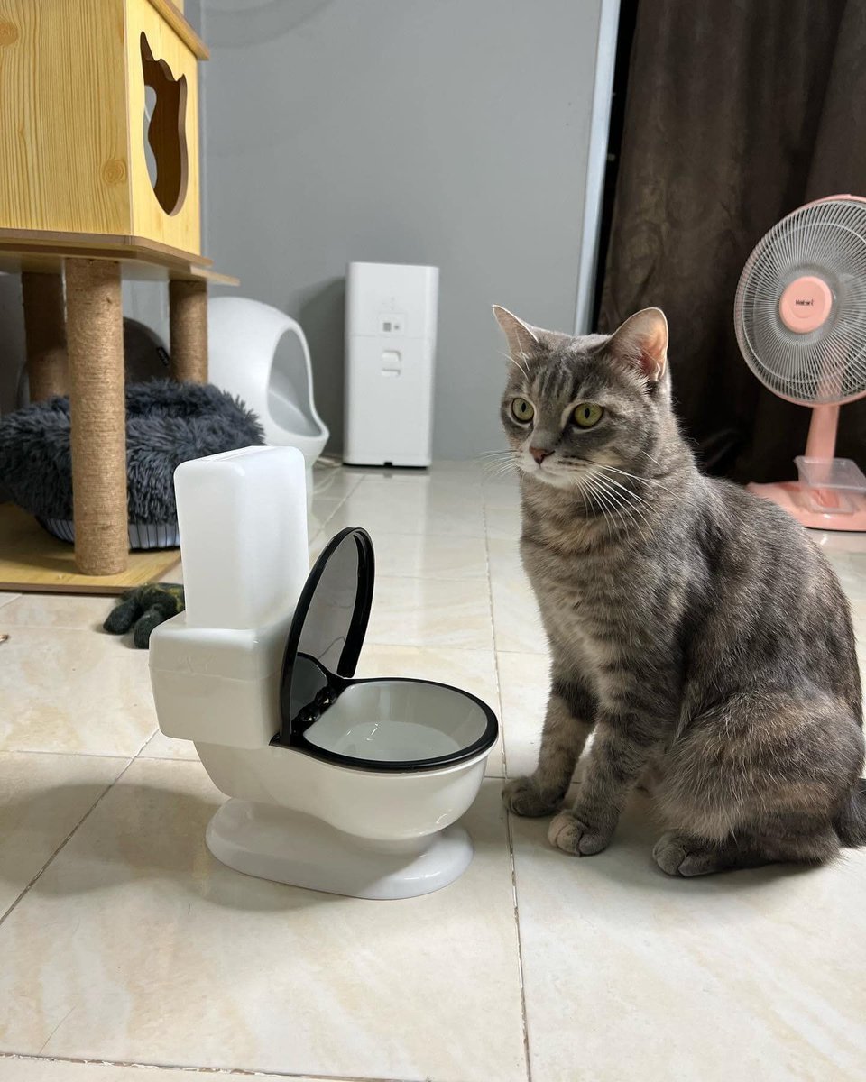 CatWorkers's tweet photo. First day of plumbing school and he forgot to bring his tools. Also he just realised he's a cat. https://t.co/D9795wBJXE