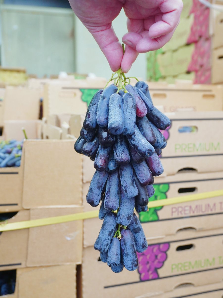 KimballProduce's tweet photo. With a name like Witch Finger Grapes, you know these aren’t your average grapes. 🍇🧙‍♀️A unique shape, rich appearance, and plenty of sweetness to go with it. These definitely know how to stand apart from the bunch. #WitchFingerGrapes #FreshProduce #ProduceIndustry https://t.co/0LjUe90nWP