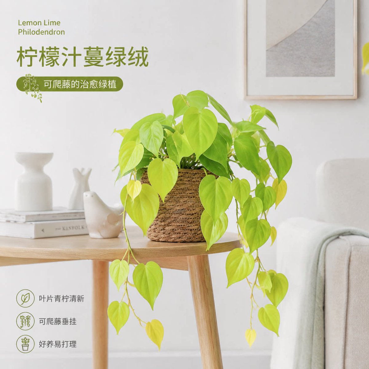JonathanHudgin7's tweet photo. Easy tip for your pothos! Rotate it weekly so all sides get sunlight → lusher, fuller growth. No fancy tools needed, just a small habit! #PlantCare #HouseplantTips， https://t.co/eExaKiPUQM
