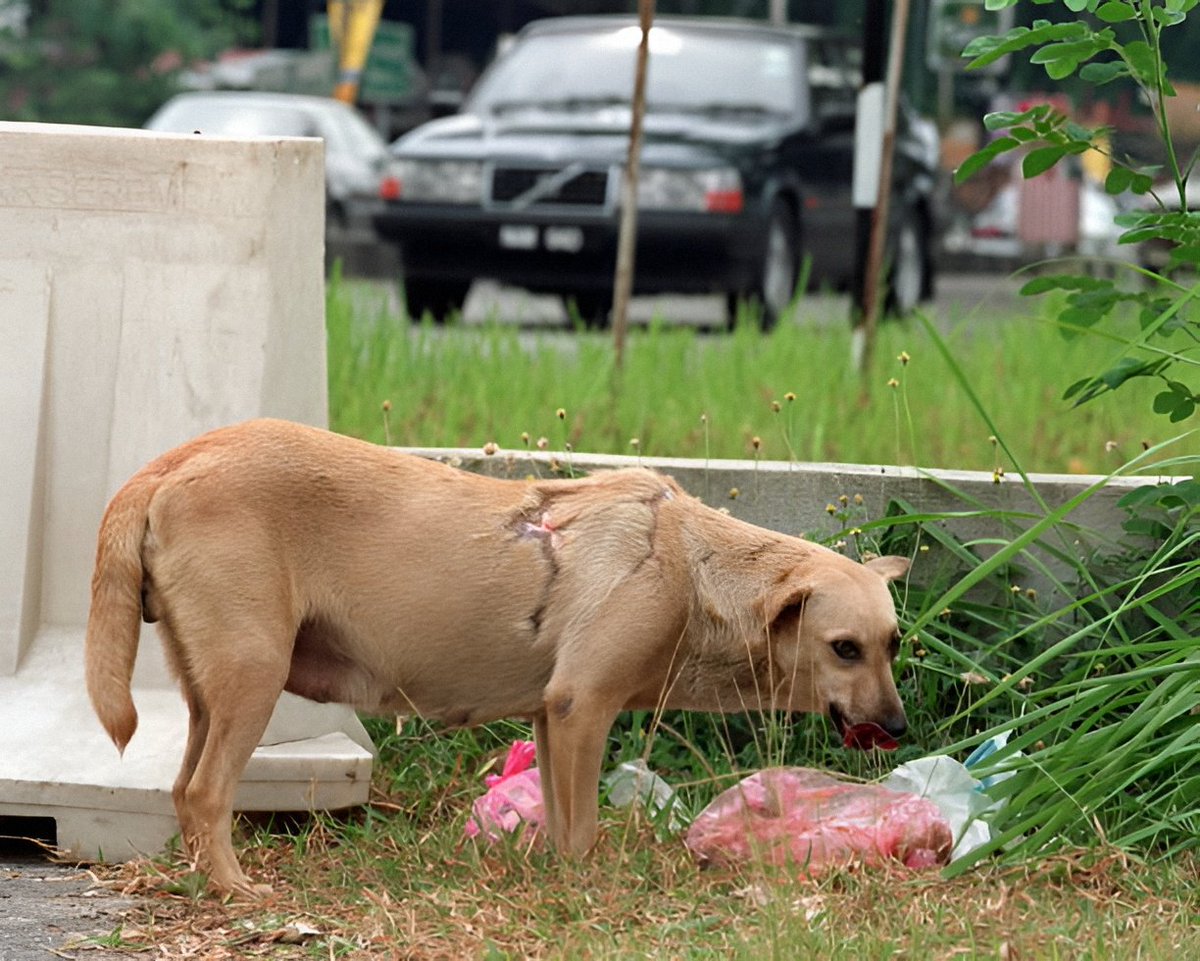 AntonioAcuaPani's tweet photo. Cuando se abandona a un perro, se apaga su mundo; se le condena a vagar sin rumbo, arrastrando el hambre y la fragilidad de su vida ante un mar de peligros. https://t.co/FwovpFE5AP