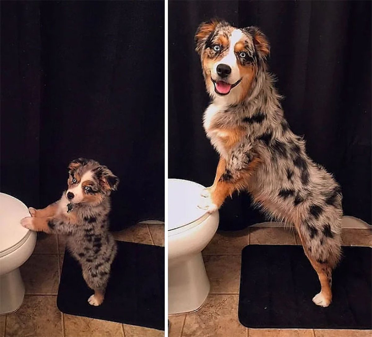 LeilaniO37389's tweet photo. Watch our tiny pup turn into a happy, fluffy buddy in just 1 year  Growth is the best journey! https://t.co/yNPFd0vamq
