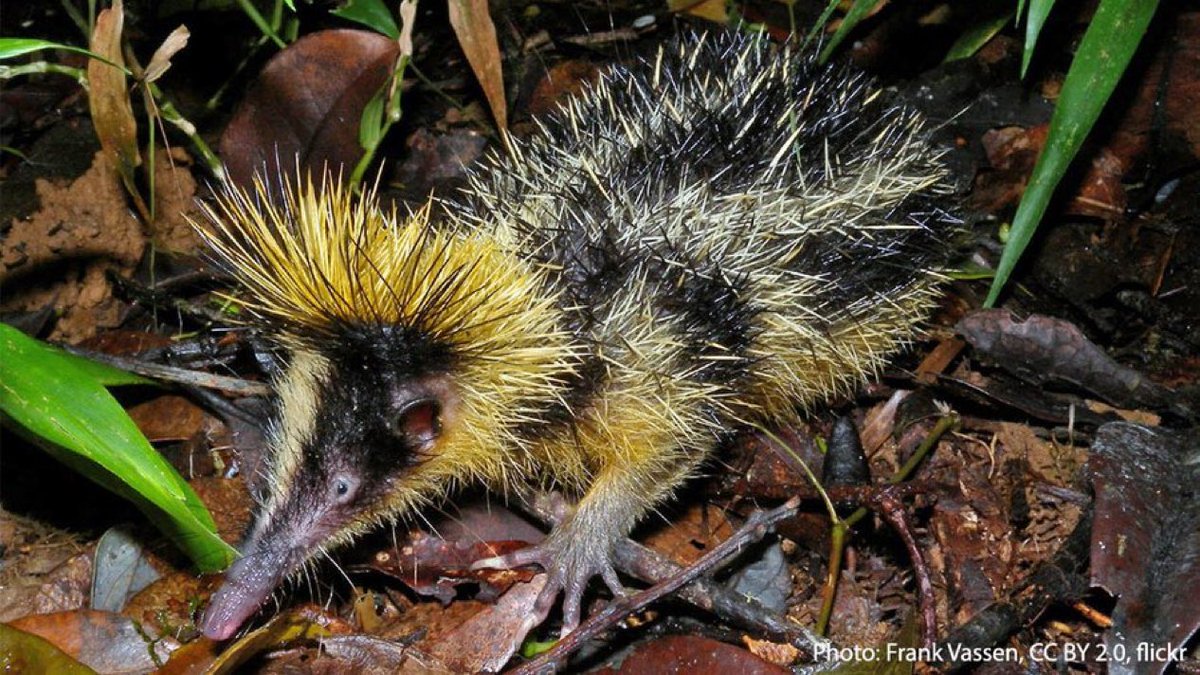 AMNH's tweet photo. What’s that critter? It’s the lowland streaked tenrec. Its yellow &amp; black quills provide protection from predators, but also serve as a means of communication! This animal can rattle its quill tips together, producing a high-pitched sound that’s thought to signal others. https://t.co/YipHPGMeYL