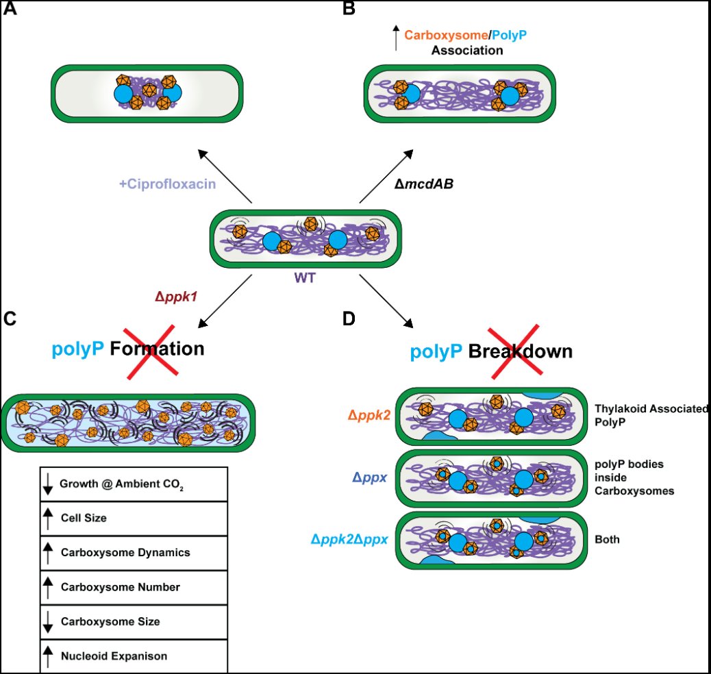 mbiojournal's tweet photo. Polyphosphate emerges as a master organizer of the cyanobacterial cell, coordinating chromosome structure, carboxysome organization & photosynthetic performance. This study points to a broader role for #polyphosphate in bacterial organization & metabolism. https://t.co/3AlGMtUDMz https://t.co/3nGGNibKq6