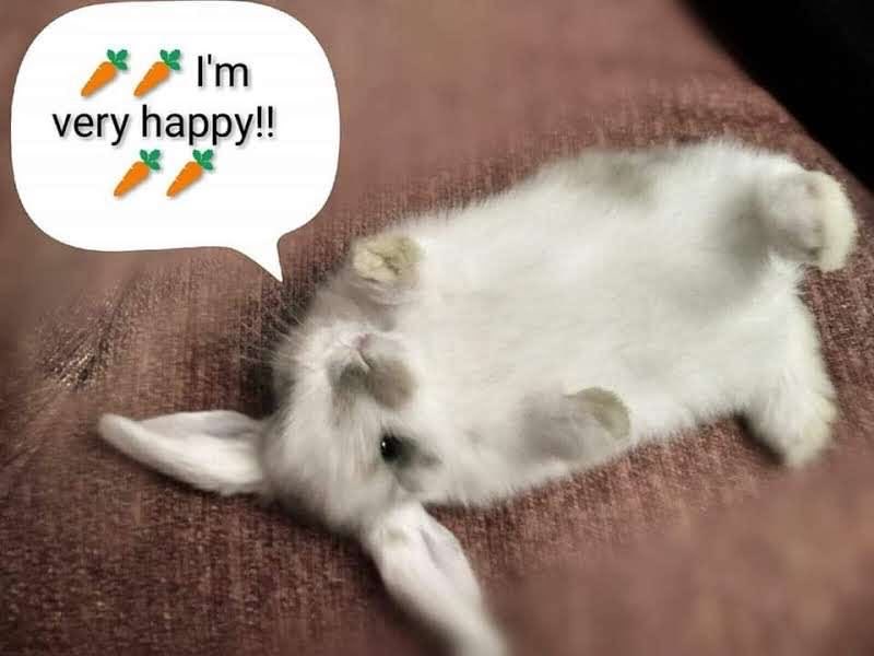 bunniibuni's tweet photo. https://t.co/M2n1Ypwzsb