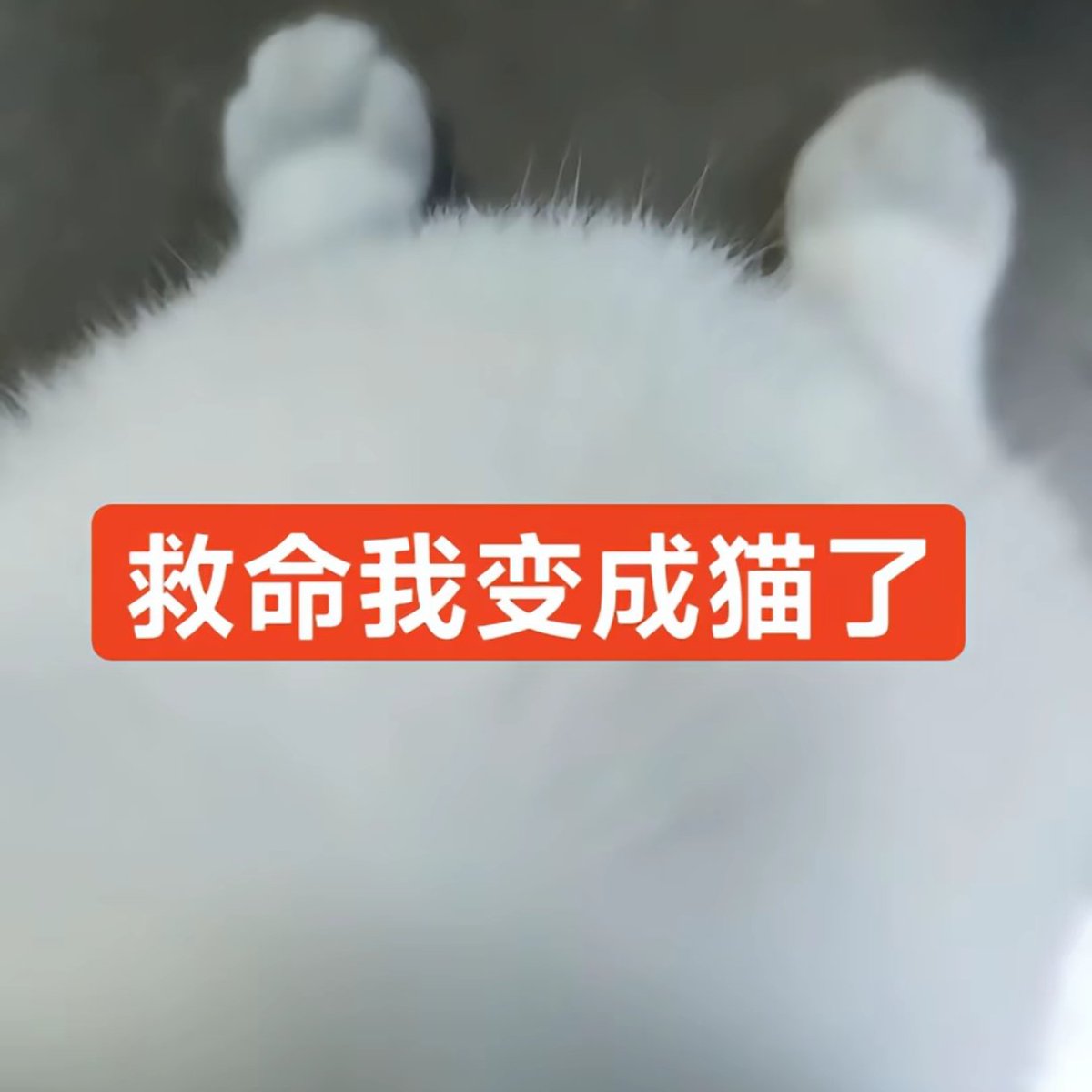 keiluoci's tweet photo. https://t.co/Kgzo07MwBV