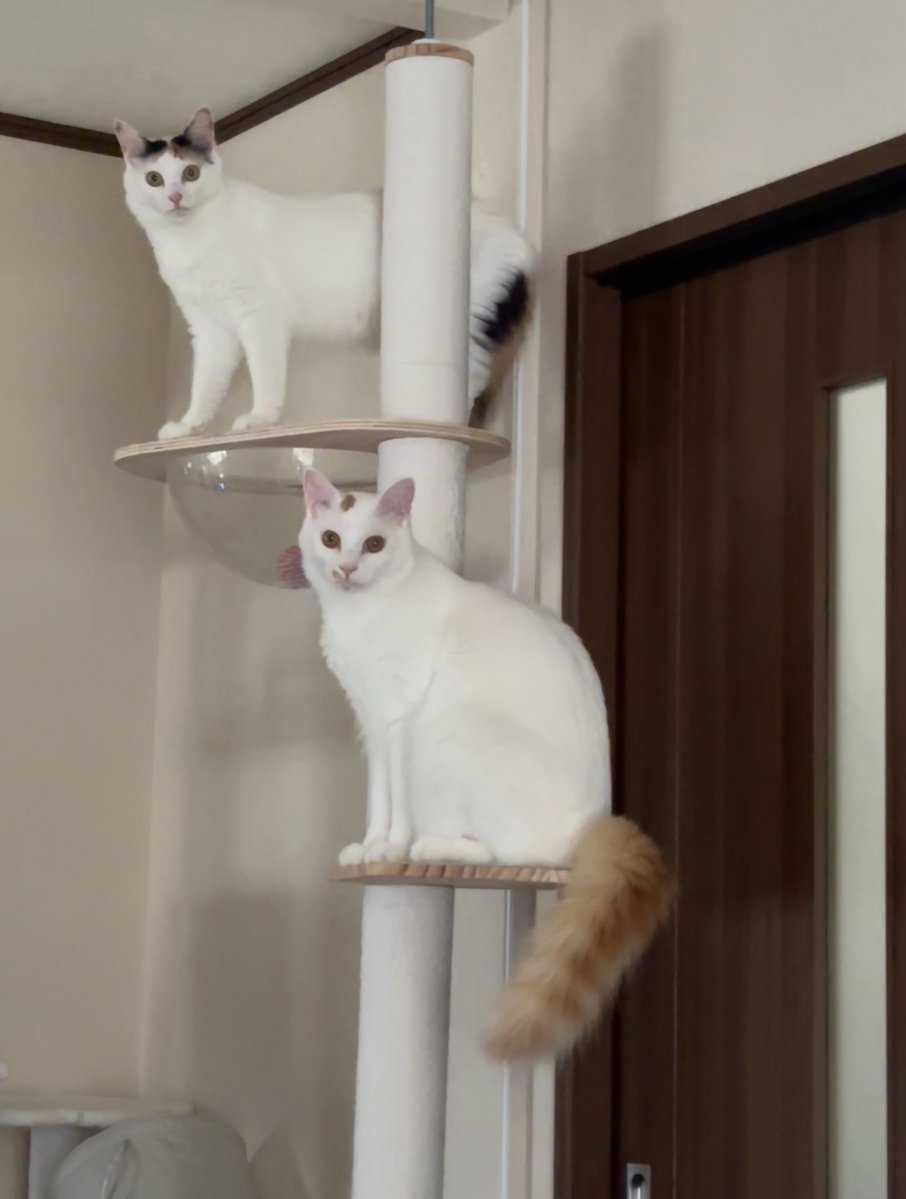 T_Txxxxxxxx's tweet photo. ママの寿命を3人で割って同じ時を過ごせたらいいのにねって飼い猫さんが亡くなってしまったツイートを見て思ったよ
あと70年くらい生きてね https://t.co/QbW3gfMuSL