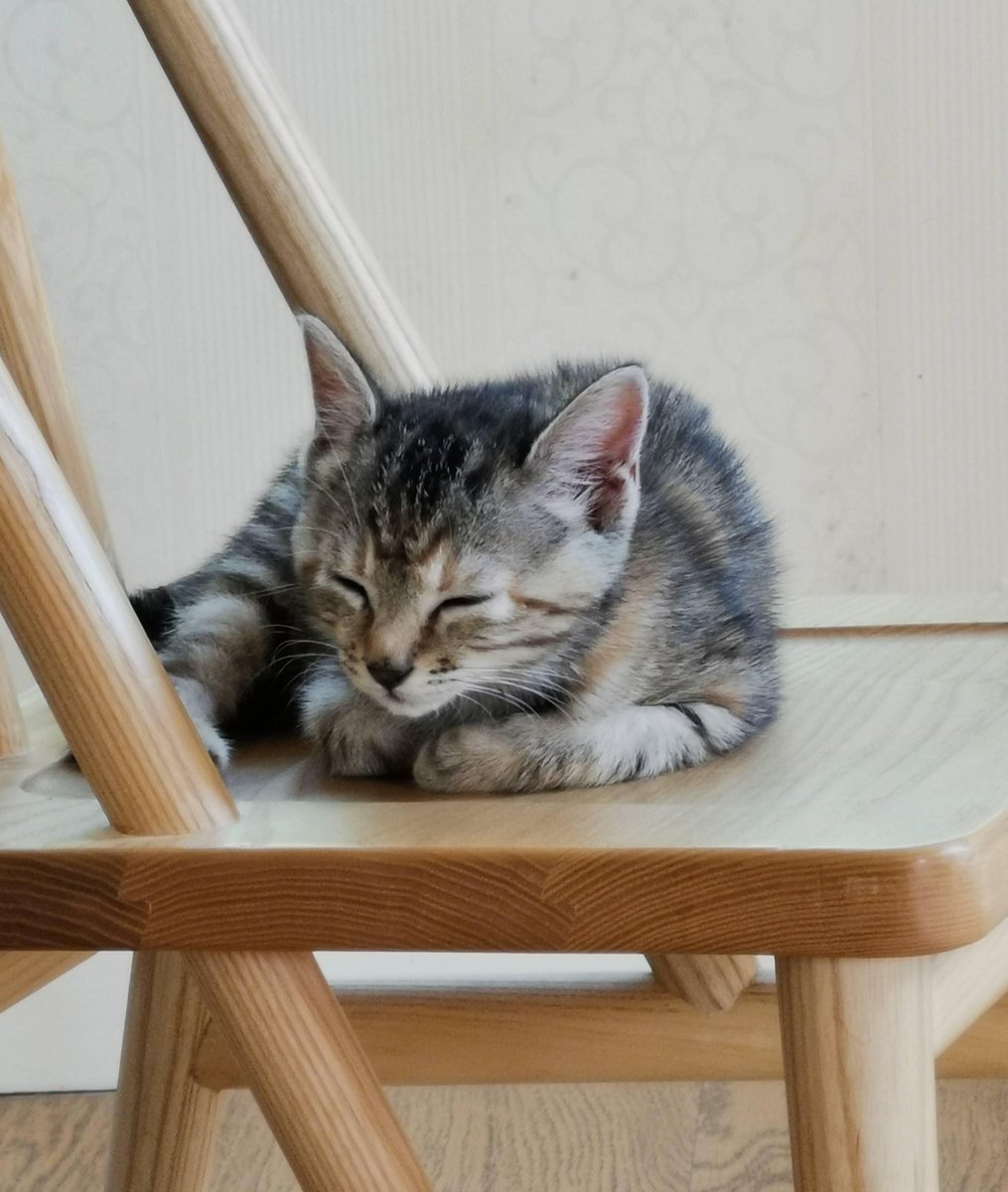 Jasonlak3's tweet photo. My fur baby’s first steps on the couch  Growth hits so fast—can’t believe they’re already getting so big!， https://t.co/vhNBDCWv4C