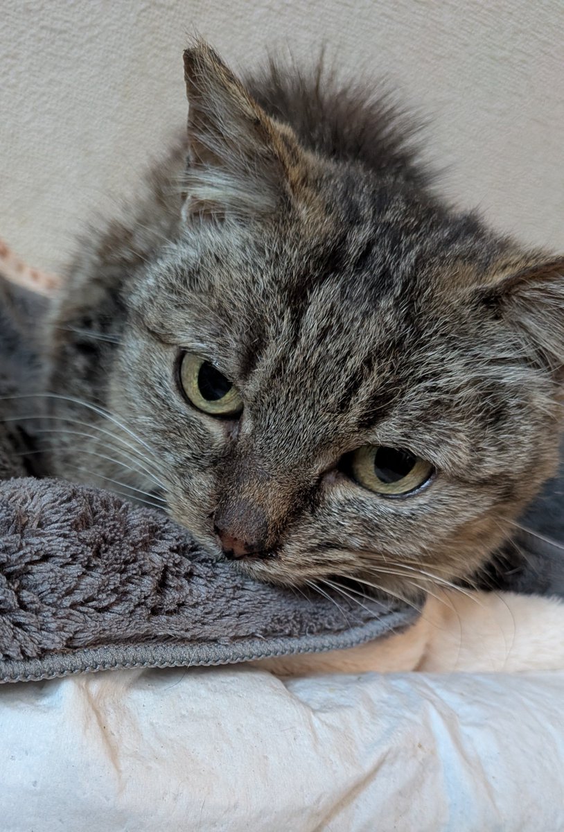 torami_senpai's tweet photo. 体重増えてきたもんね♥
保護時1300
今1800🙆
２キロまであと少しだ！
#保護猫
#シニアっ子さん https://t.co/MaXqlMniDc