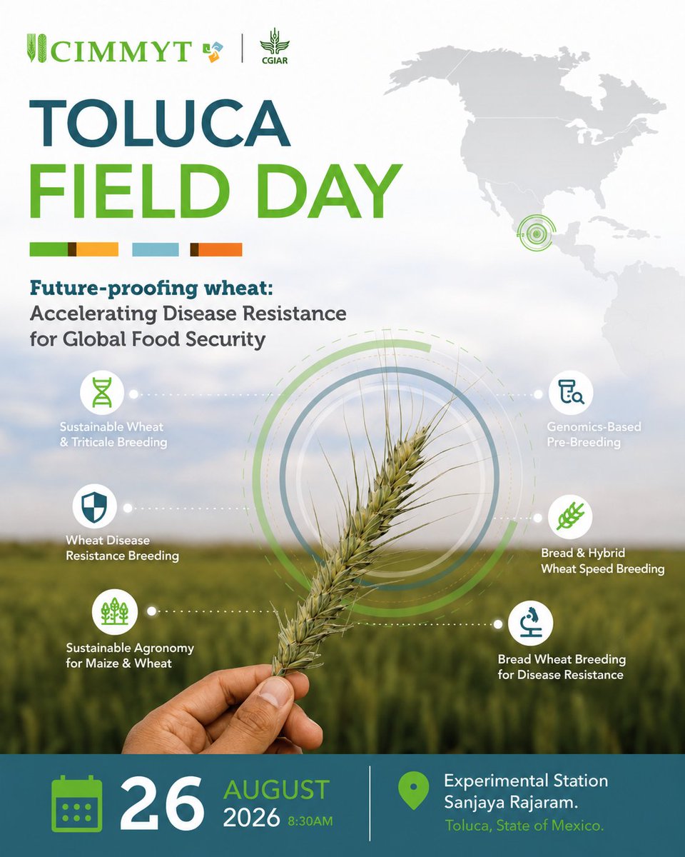 CIMMYT's tweet photo. 🌾 Wheat faces growing pressure from heat, drought, salinity &amp; disease.

On Aug. 26, #CIMMYT will showcase in Toluca how science is accelerating disease resistance &amp; building more resilient wheat for global food security.

📍 Toluca, Mexico
#WheatScience  #FoodSecurity https://t.co/v3Pnx3Zq5G