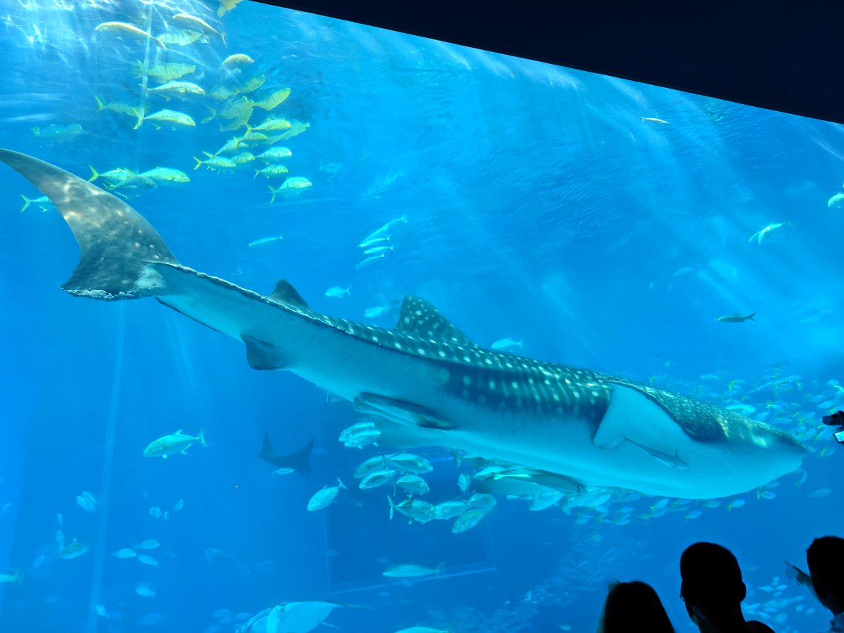 Setsuya_Cosmo's tweet photo. ２日目は美ら海水族館とパイナップルパークへ。旦那はパイナップルパークで目当てのお酒が完売でダダ凹み😂 https://t.co/q5S05xh2q7