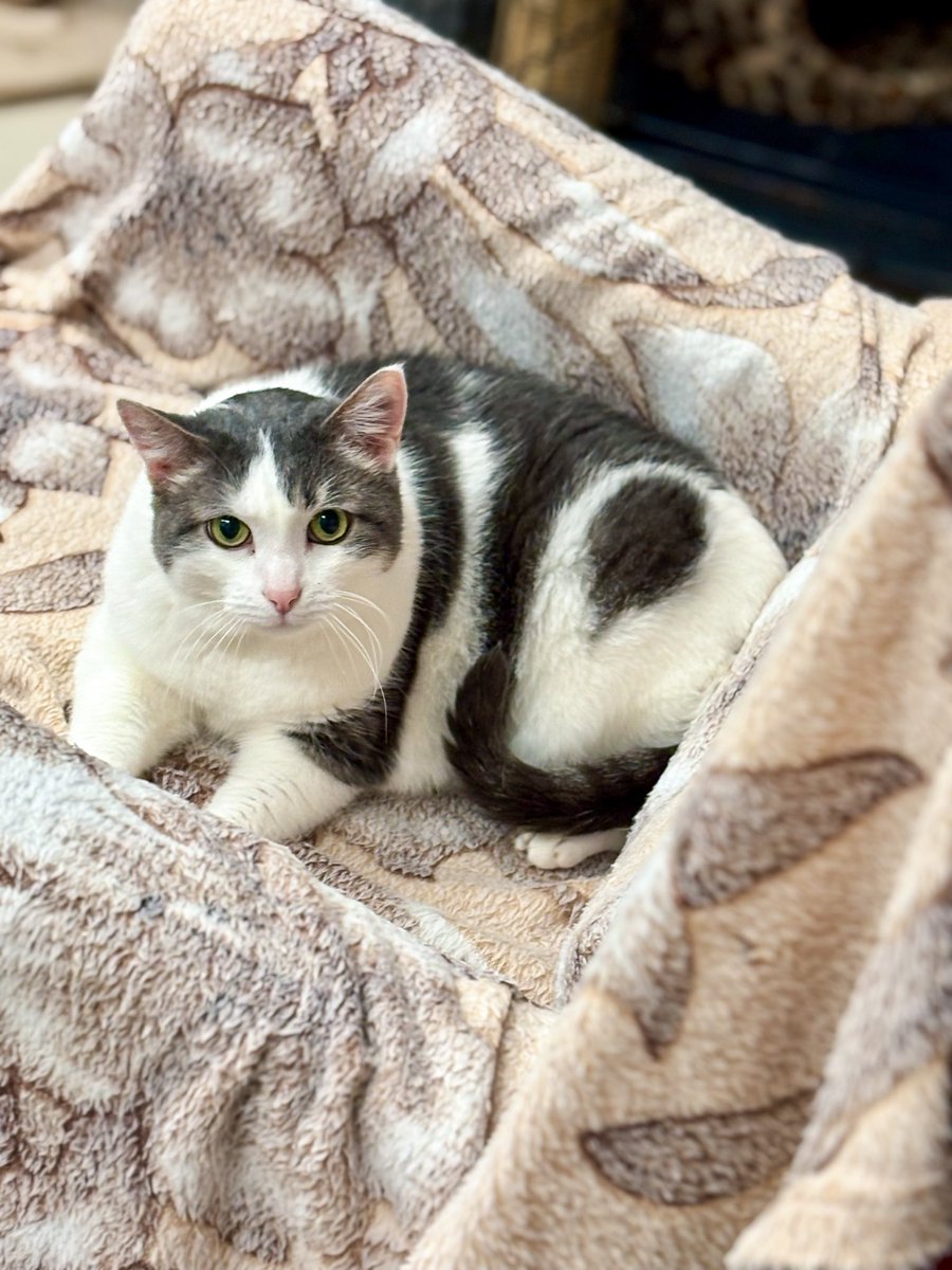 ubezh777's tweet photo. Старичок Джой 🙂🐱
#джой_убежище
СПб, БФ «Убежище»
+7-906-259-34-88 https://t.co/PRNHpm2DLO