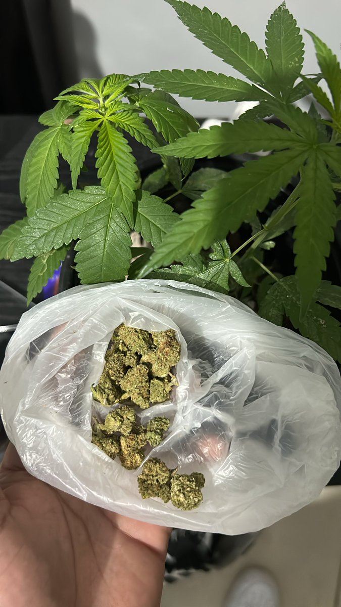 machoalfa2504's tweet photo. @Cannacollectors Se ve de buena calidad? https://t.co/perJ5FQfCQ