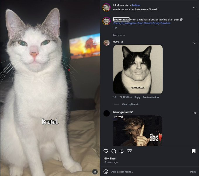 settonchain's tweet photo. JUST FOUND THE IRL MOG CAT AND ITS GOING MEGA VIRAL

This cat named "Luna" is blowing up Instagram rn for mogging every cat, It literally looks like a CHAD. Just the latest video alone has already 1M views in less than a day.

Everyone in the comments is MEMEing it hard, and almost every video is going viral. Luna will literally mog all the other cats on chain.

https://t.co/1Xtlx6AwHa (1M VIEWS)

https://t.co/MldrE6nBWC (1M VIEWS)

https://t.co/0A1nUJxFx5 (2.4M VIEWS)