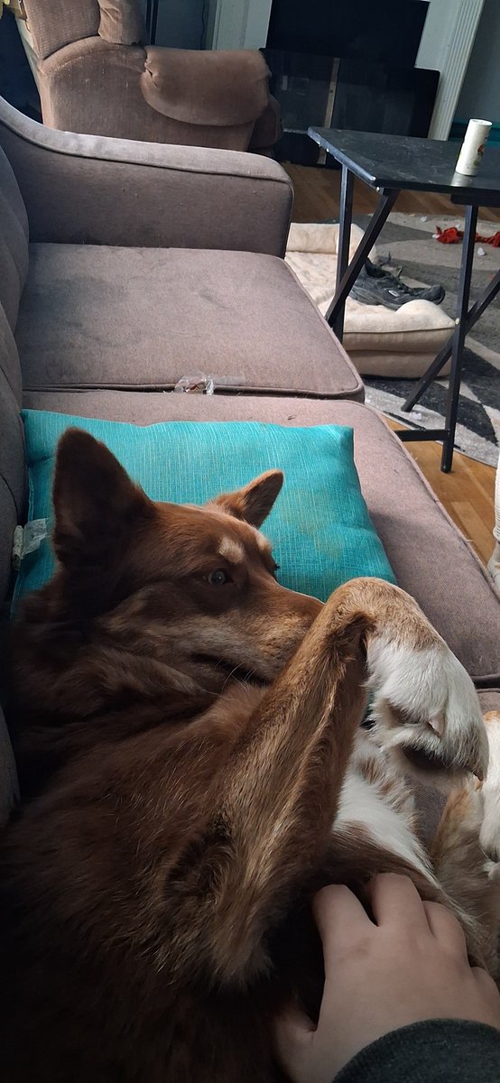 ELLThedaemon's tweet photo. @lucahjin Here's a couple pics of sweetest demon dog know to man. I hope everything both you cats and moms surgery goes smoothly stay strong🖤🤍 https://t.co/SYl1iUBTe5