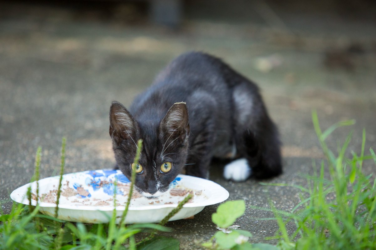 alleycatallies's tweet photo. Alley Cat Allies strongly opposes a feeding ban targeting community cats in Ripon, California ‼️ 

If it passes, community cat caregivers could be issued a $100 fine simply for providing care. We have reached out to the City of Ripon to offer our support for a better way forward: TNR.

Feeding bans do not work:

🔴 Cutting off access to food sources that cats have become accustomed to is cruel and causes suffering.
🔴 The cats will not simply go away. They are highly bonded to their outdoor homes. Instead, they roam further and seek out other sources of food.
🔴 People will be penalized for their compassion and discouraged from carrying out TNR, which relies on organized feeding. 

TNR is the only humane and effective approach to stabilizing community cat populations. That's what Ripon officials, and officials worldwide, need to know.

Read our full letter to the City of Ripon at https://t.co/5QHZG7AAAy