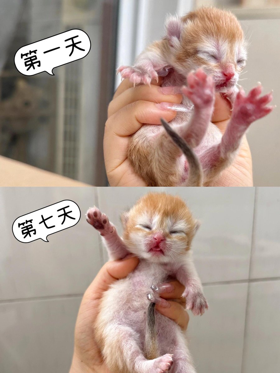 Mia42867115's tweet photo. Every little wag and purr adds up—watch your fur baby grow from a tiny bundle of chaos to your loyal sidekick! https://t.co/yVgbgkw2Cx