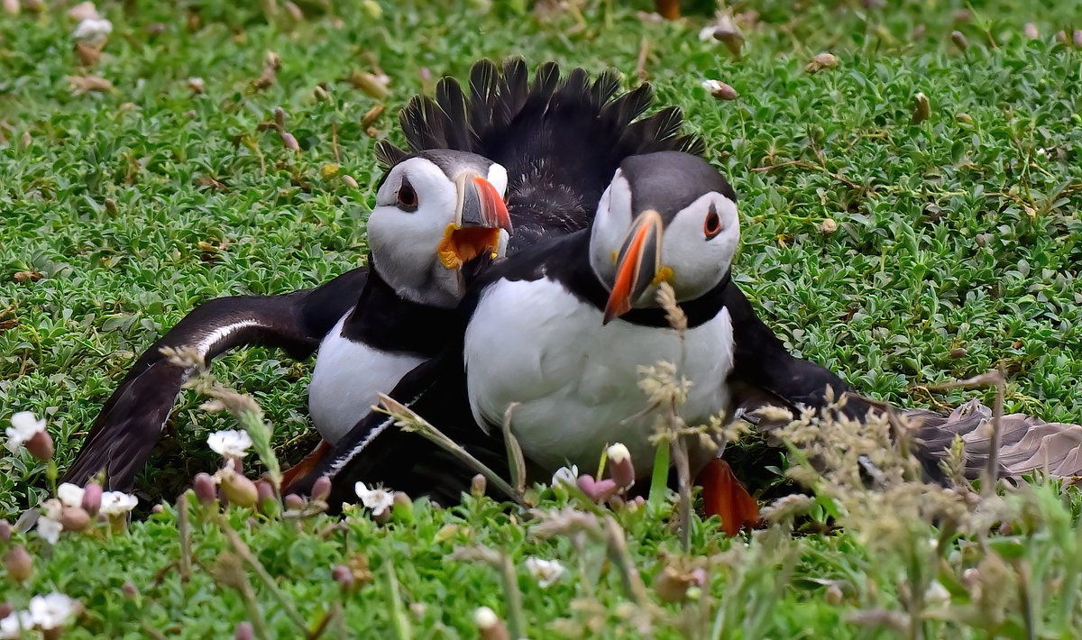 CarlBovisNature's tweet photo. Fighting Puffins! 🐦
 They're not always cute and cuddly! 😁 https://t.co/7nviFMHKYm