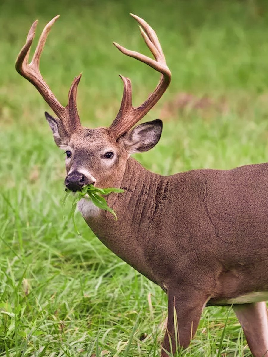 Realtree's tweet photo. It’s time to get your food sources buttoned up for fall. If you want your property to be as attractive as possible, you can’t have just alfalfa or clover.
Here are 4 Killer Fall Food Plots.
Link to learn more: https://t.co/yXkOJKiIaG
#Realtree https://t.co/wJ2eTRKFmD