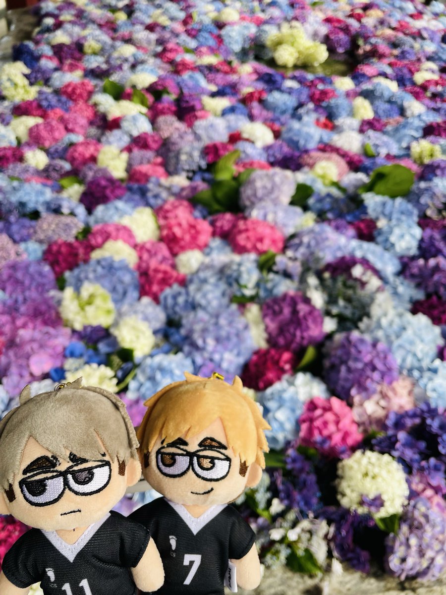 taroudbd_'s tweet photo. 819の日！
8時19分から生視聴できたし、グッズ盛りだくさんの情報すぎてやばいよ(  ˃̶͈̀ロ˂̶͈́)੭ꠥ⁾⁾
大阪でもハイキュー展するけどサイン入りのカード特典ってあるのかな？
ないなら東京遠征だわさ💨
公式さん早めに教えてくれないと抽選が😢
バボカ4弾も全力ださなければ… https://t.co/KAWa6xRErl