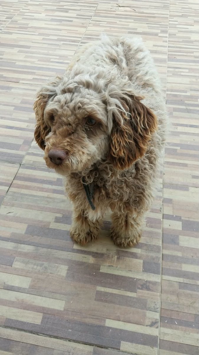 priscillaamaro6's tweet photo. Se dan en adopción, el caniche es macho castrado tiene 2 años y el golden tiene 4 años castrado también, si al quiere darles un hogar me escriben 099502112, están en un refugio, agradezco RT https://t.co/Nl1e29uh4Y