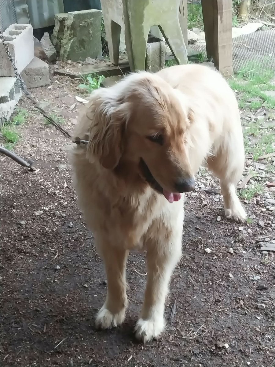 priscillaamaro6's tweet photo. Se dan en adopción, el caniche es macho castrado tiene 2 años y el golden tiene 4 años castrado también, si al quiere darles un hogar me escriben 099502112, están en un refugio, agradezco RT https://t.co/Nl1e29uh4Y