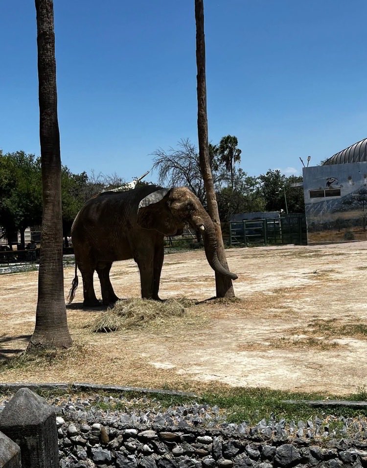 Lizgottik's tweet photo. ATENCIÓN ‼️

Es inaudito las condiciones en las que SAMUEL GARCÍA tiene el zoo la Pastora, 

Los animales en total abandono, vean al pobre Elefante más la plaga de ratas que hay, 

No aprendieron NADA con la Osa MINA. 

Esto es una denuncia ciudadana en Facebook 👇🏻ayudemos a darle difusión.