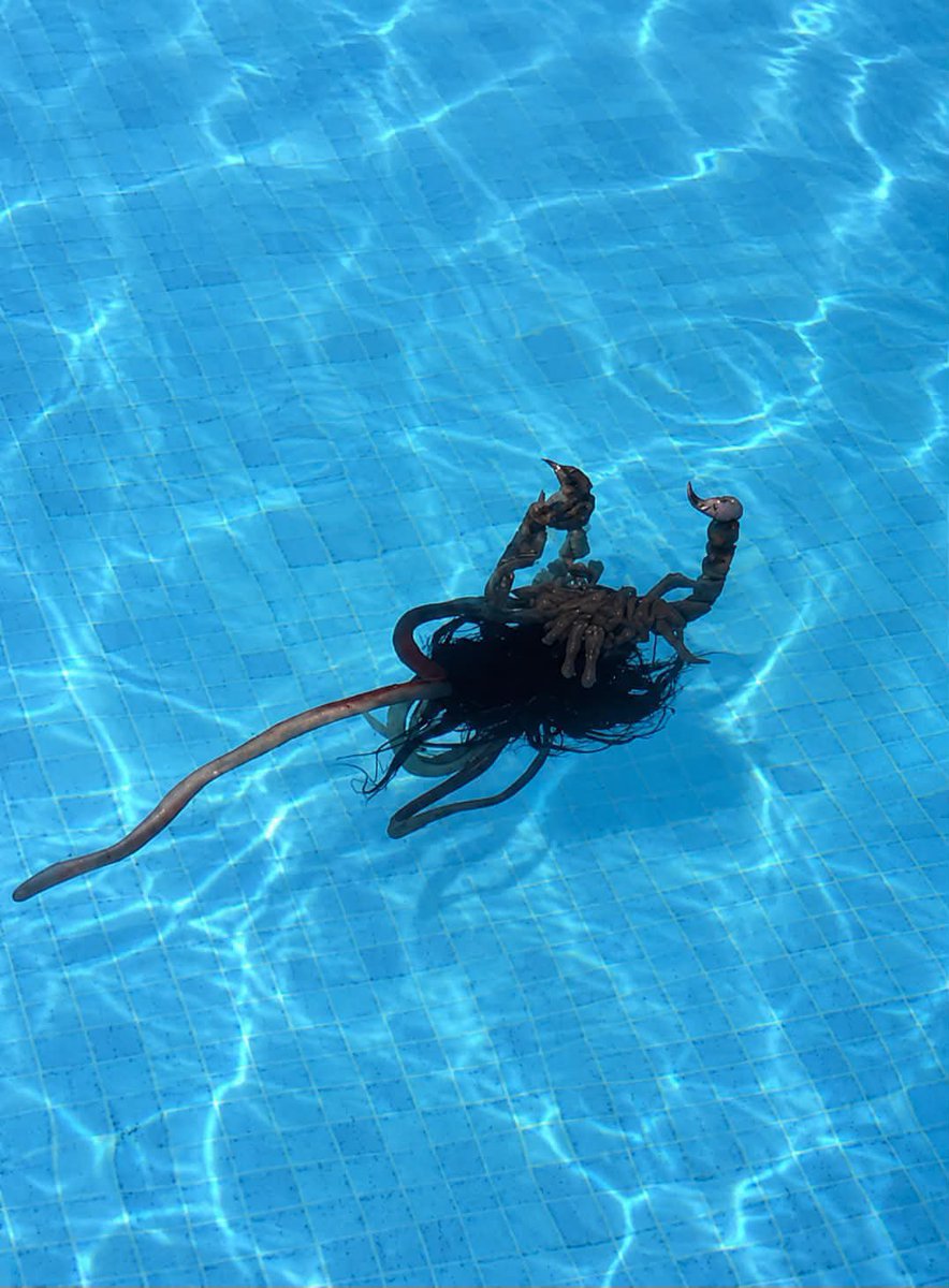 Lean_Puffs's tweet photo. called the squad over for a pool day and we all froze when we saw THIS!💀 i’ve genuinely never seen a creature this wild before

can ANYONE tell me what on earth this is?! I need answers ASAP! 👀😱 https://t.co/rt7RaX9fWV