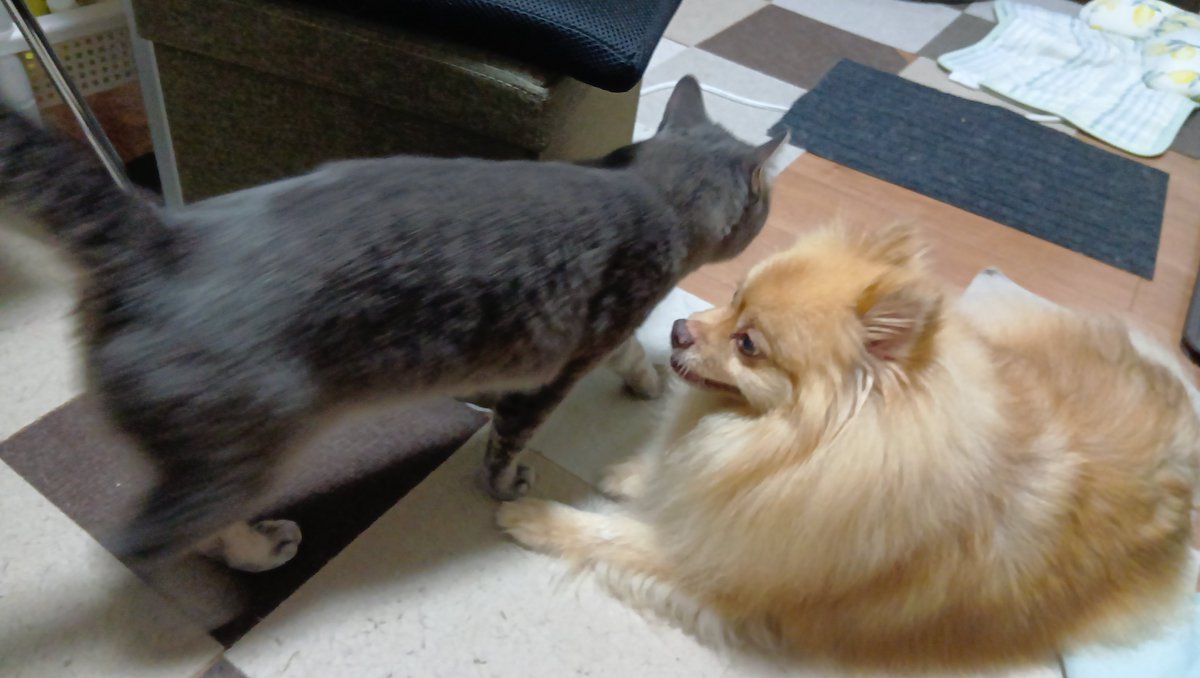 PomCatMaster's tweet photo. わざわざそこを通るのね🐈‍⬛〜🦊💦
#デカポメ #ねこ https://t.co/QRjd0vtfKc