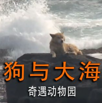 WOOF1283161's tweet photo. 大黄守的不是海，是一个再也不会回来的人，在海边等了主人2000多天，在麻醉枪击中它的那一刻，生命已经不再重要，它只想回到主人身边！主人大黄等你https://t.co/77zvafTeox https://t.co/Y72Lc7mLoS
