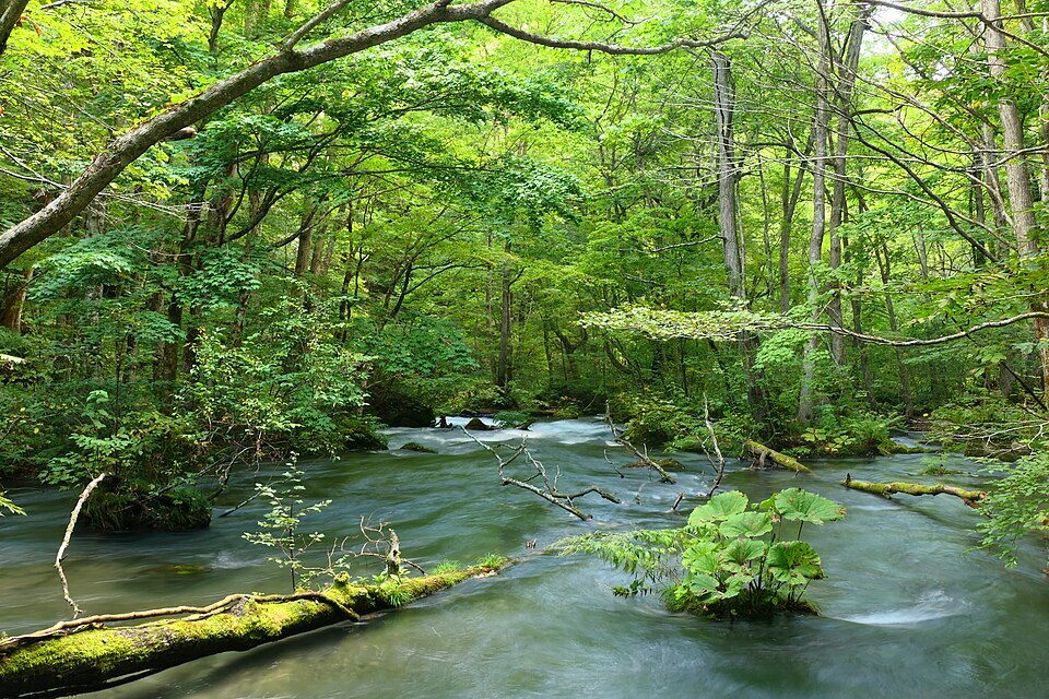 WHILLJapan's tweet photo. ／
9/10&amp;12🟢青森ネイチャーを感じるWHILL旅ツアー🏞️
＼
奥入瀬の森を歩き、渓流の流れに耳を傾け、苔や樹木をじっくり観察する。
そこに体力や足腰への不安は感じないーー

走破性抜群のWHILL（ウィル）がいい仕事をしてくれます🤭
ご家族などと一緒にぜひ

▼ツアー詳細
https://t.co/FnCsLiXg4j https://t.co/UfzXNeALHM