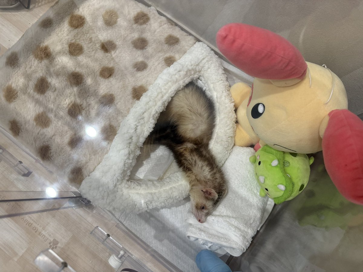 S_ra1122's tweet photo. フェレットでは希少の疾患である多発性骨髄腫になり、酸素室で頑張ってるじゃがくん
本当に強い子だよ https://t.co/qkN8kGilV2