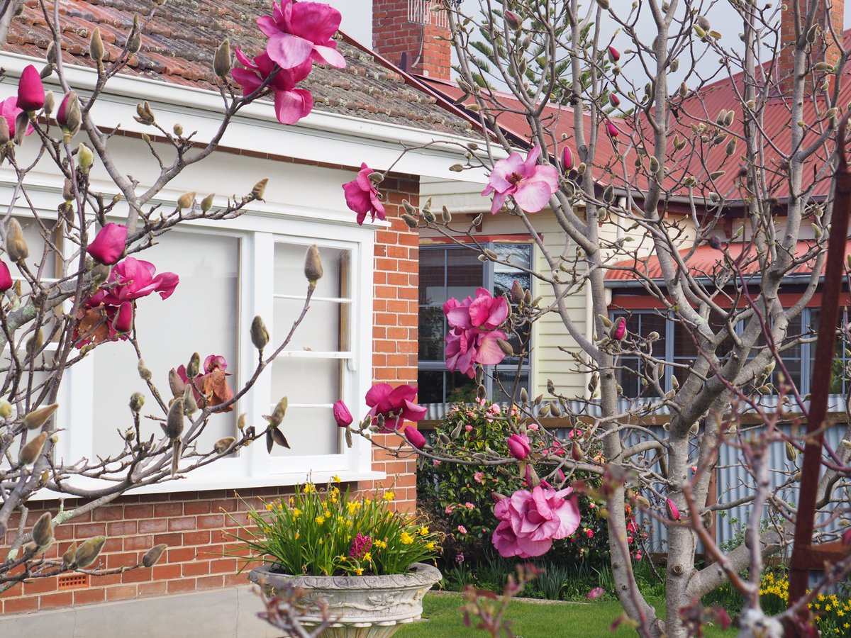 robssofwynyard's tweet photo. Magnolia are looking good around town at the moment.
The photos don't seem to highlight how striking the are in the Winter sun.
The last with the house window, the flowers are bigger than a dinner plate.  Probably 400mm https://t.co/DL1g0oFznx